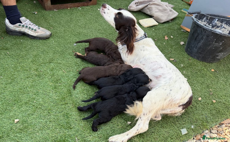 Cockapoo dogs - Advert 11