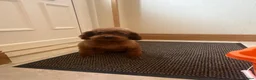 Toy Poodle dogs for sale: KC Korean girl toy poodle  - Advert 4