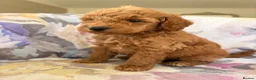 Labradoodle dogs for sale: LICENSED BREEDER F2b miniature labradoodles - Advert 1