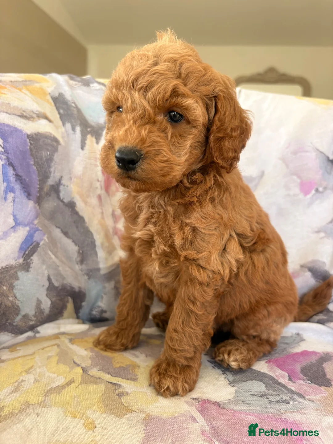 Labradoodle dogs for sale: LICENSED BREEDER F2b miniature labradoodles - Advert 1
