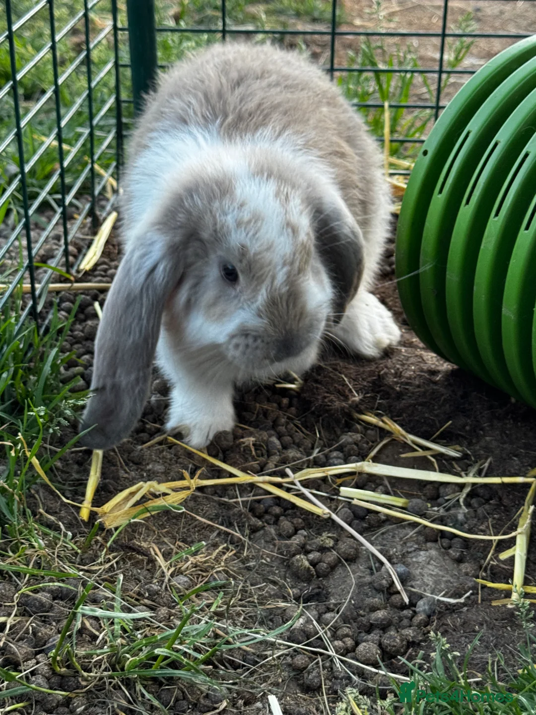 French Lop rabbits for sale: 🩷💙 French lop Kits ready to go 2nd June 🩷💙 - Advert 2