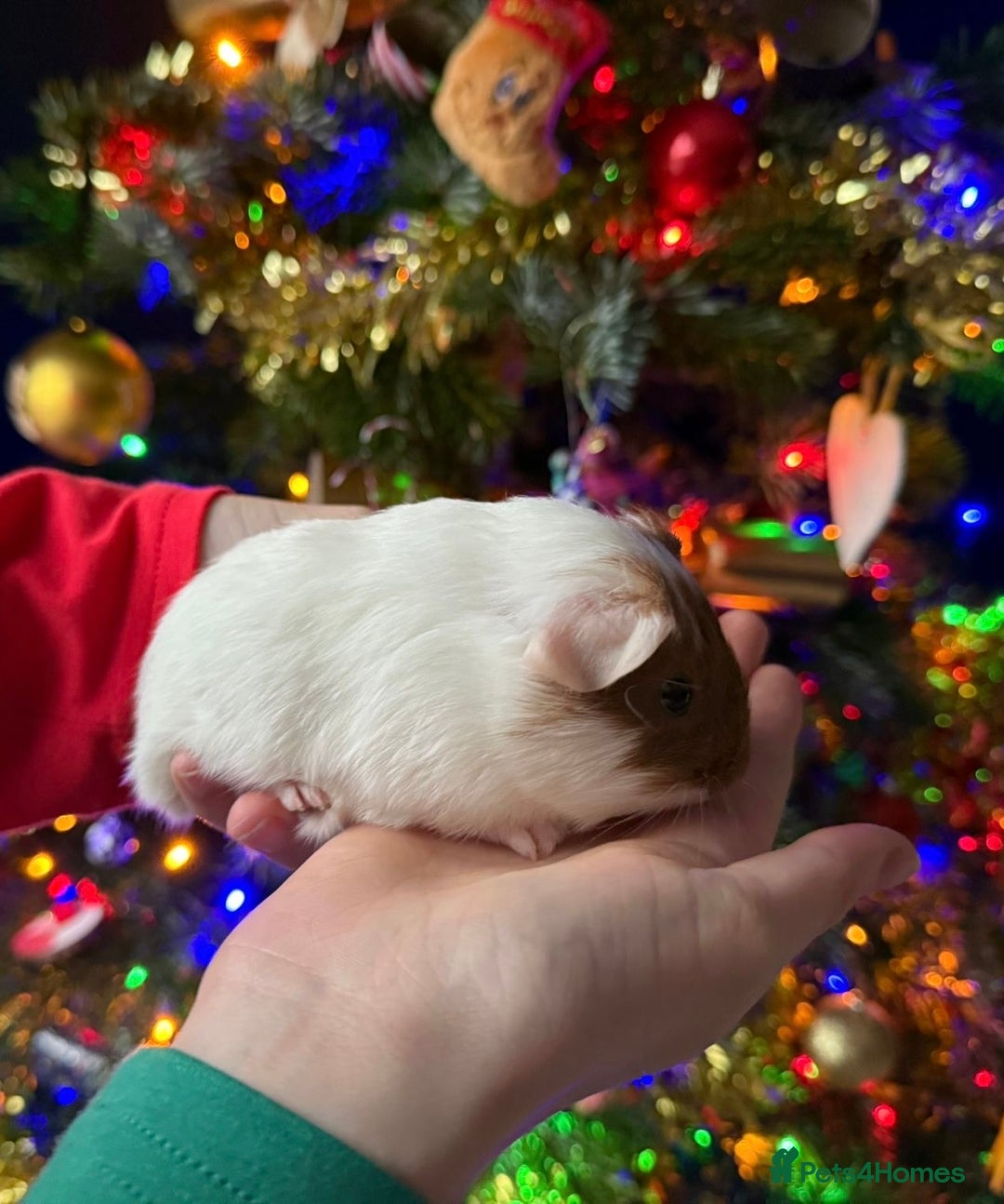 Guinea Pig rodents for sale: Two beautiful female Guinea pigs  - Advert 3