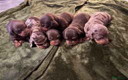 Miniature Dachshund dogs for sale: KC Reg Miniature Dachshund Puppies - Image 1