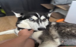 Siberian Husky dogs for sale: Beautiful Chunky Siberian Husky Puppies  - Image 13