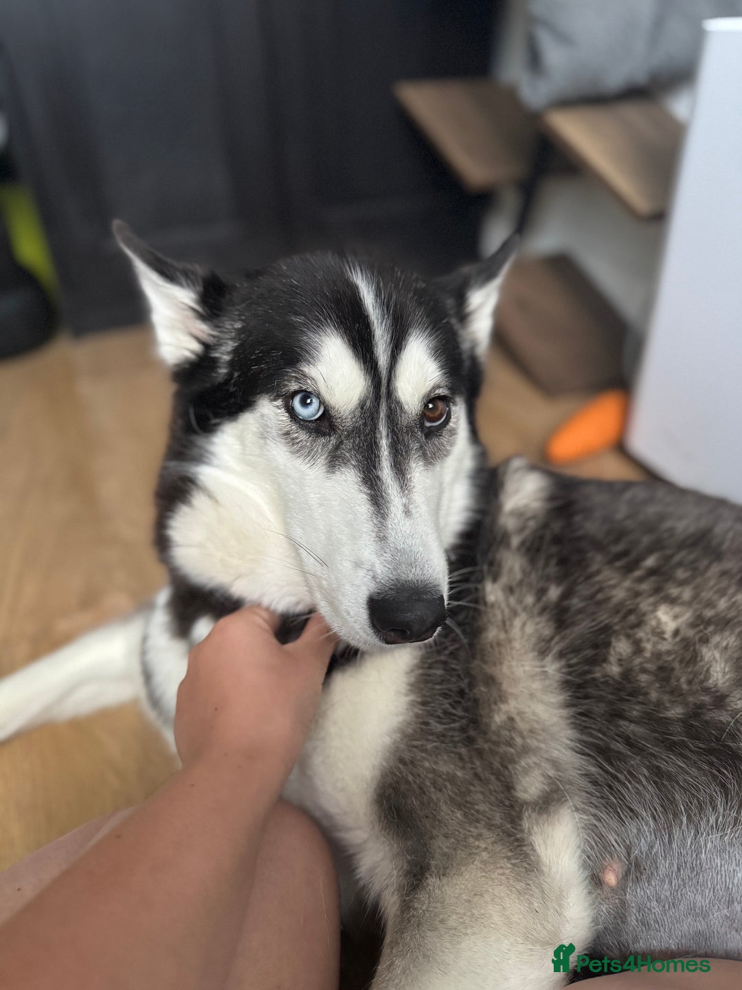 Siberian Husky dogs for sale: Beautiful Chunky Siberian Husky Puppies  - Image 13