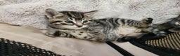 Domestic Shorthair cats for sale: 3 kittens for sale - Advert 4