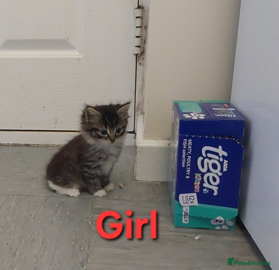 Mixed Breed cats for sale: Beautiful tabby kittens  - Advert 4