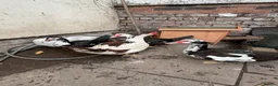 Ducks poultry for sale: Muscovy flock - Advert 3