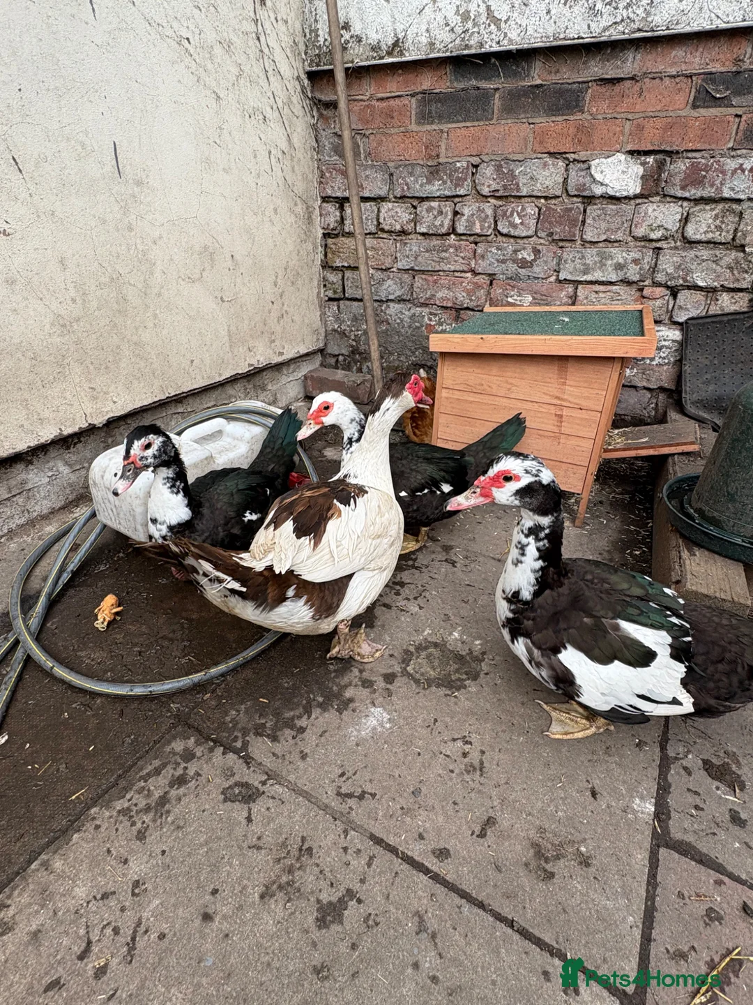 Ducks poultry for sale: Muscovy flock - Advert 3