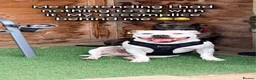 Staffordshire Bull Terrier dogs for sale: 🐾KC REGISTERED STAFFORDSHIRE BULL TERRIER  🐾 - Advert 8