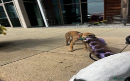 Mixed Breed dogs for sale: Gorgeous Mali x Whippet - Image 11