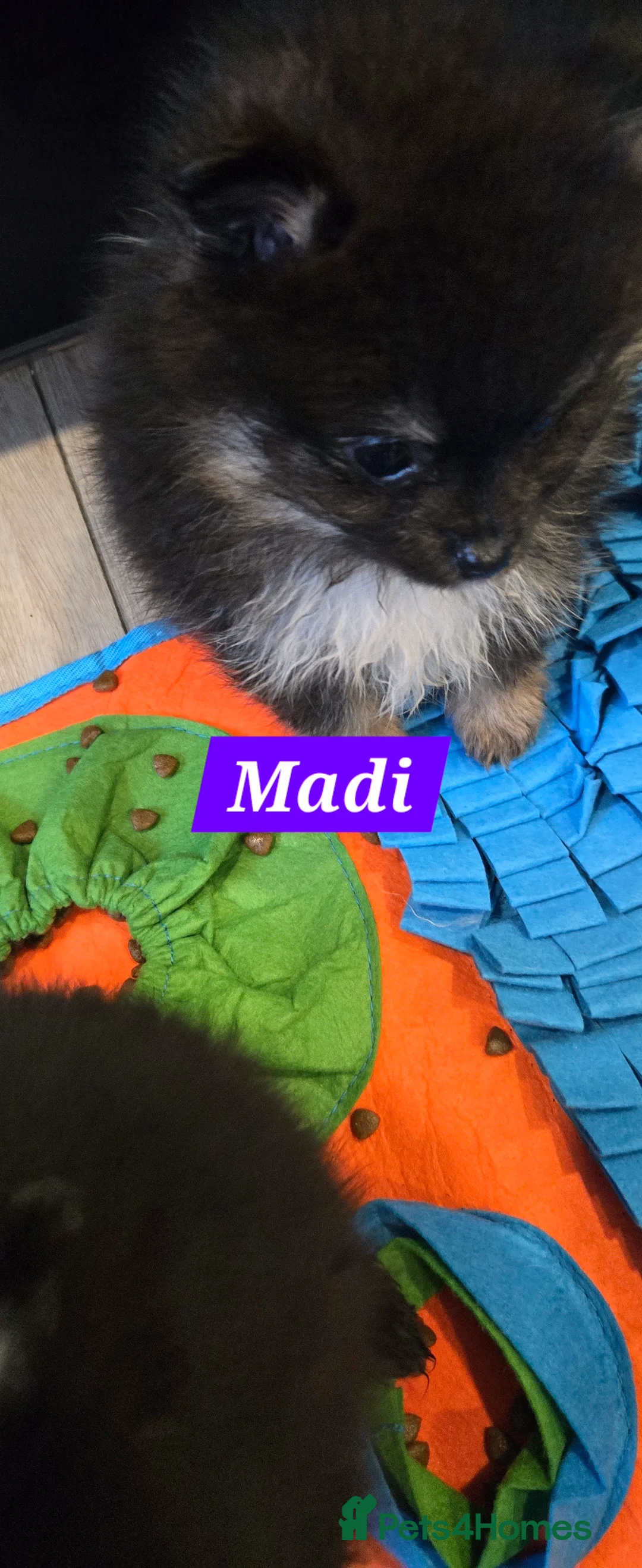 Pomeranian dogs for sale: Pretty Pomeranians  - Advert 8