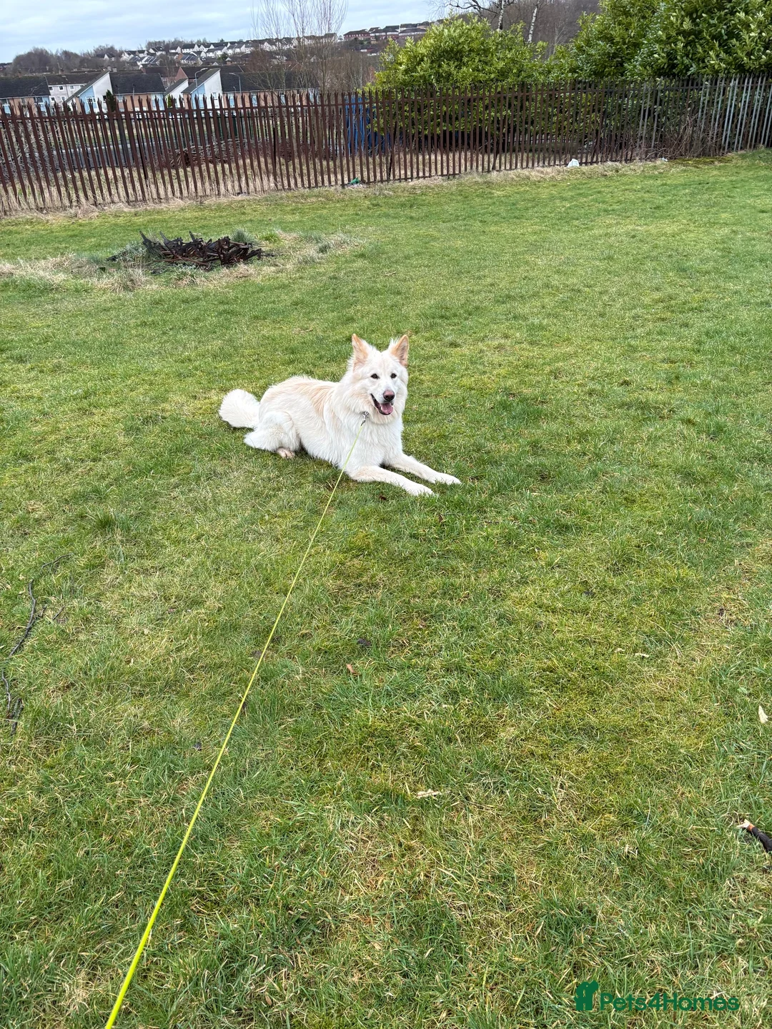 German Shepherd dogs for sale: Moonlight in Glasgow - Advert 5