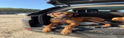 Rhodesian Ridgeback dogs for sale: Bred for beauty. Build and temperament. in Market Drayton - Advert 15