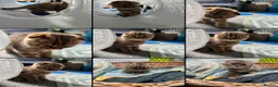 Scottish Fold cats for sale: Adorable Scottish Fold kittens 🐈‍⬛  - Advert 6