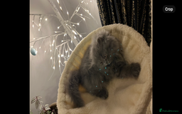 Persian cats for sale: Ready Now 2 Boys/1 Girl Persian Fluff Monsters - Image 29