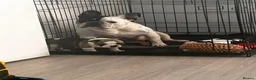French Bulldog dogs for sale: French bulldog pups  - Advert 6