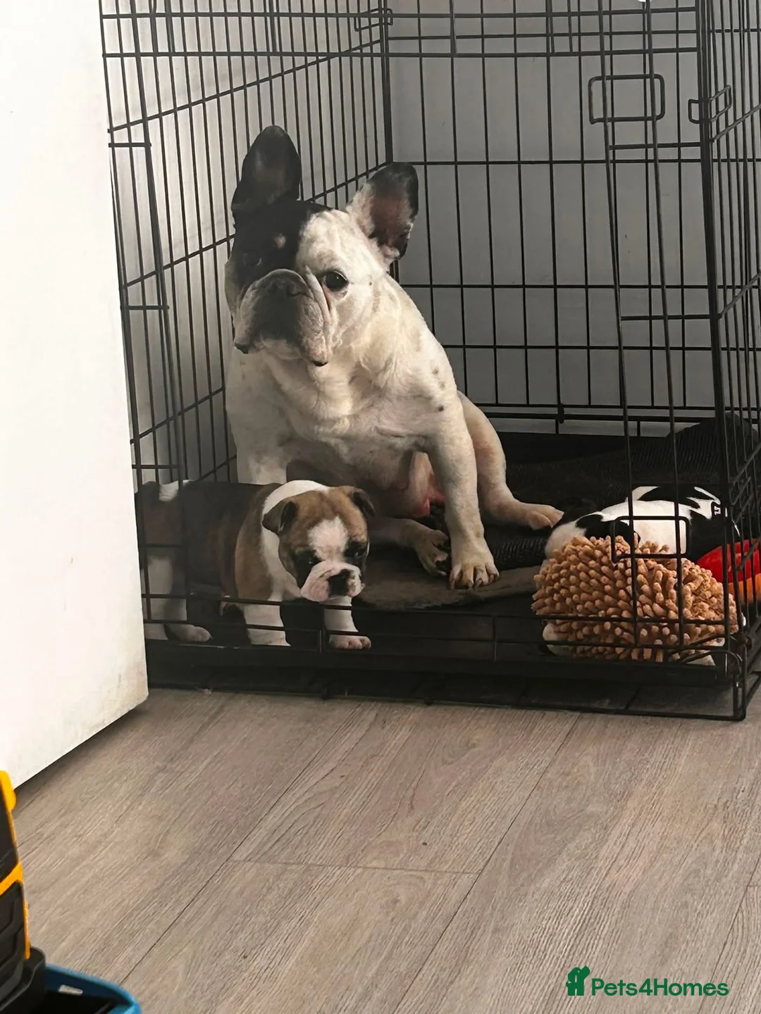 French Bulldog dogs for sale: French bulldog pups  - Advert 6