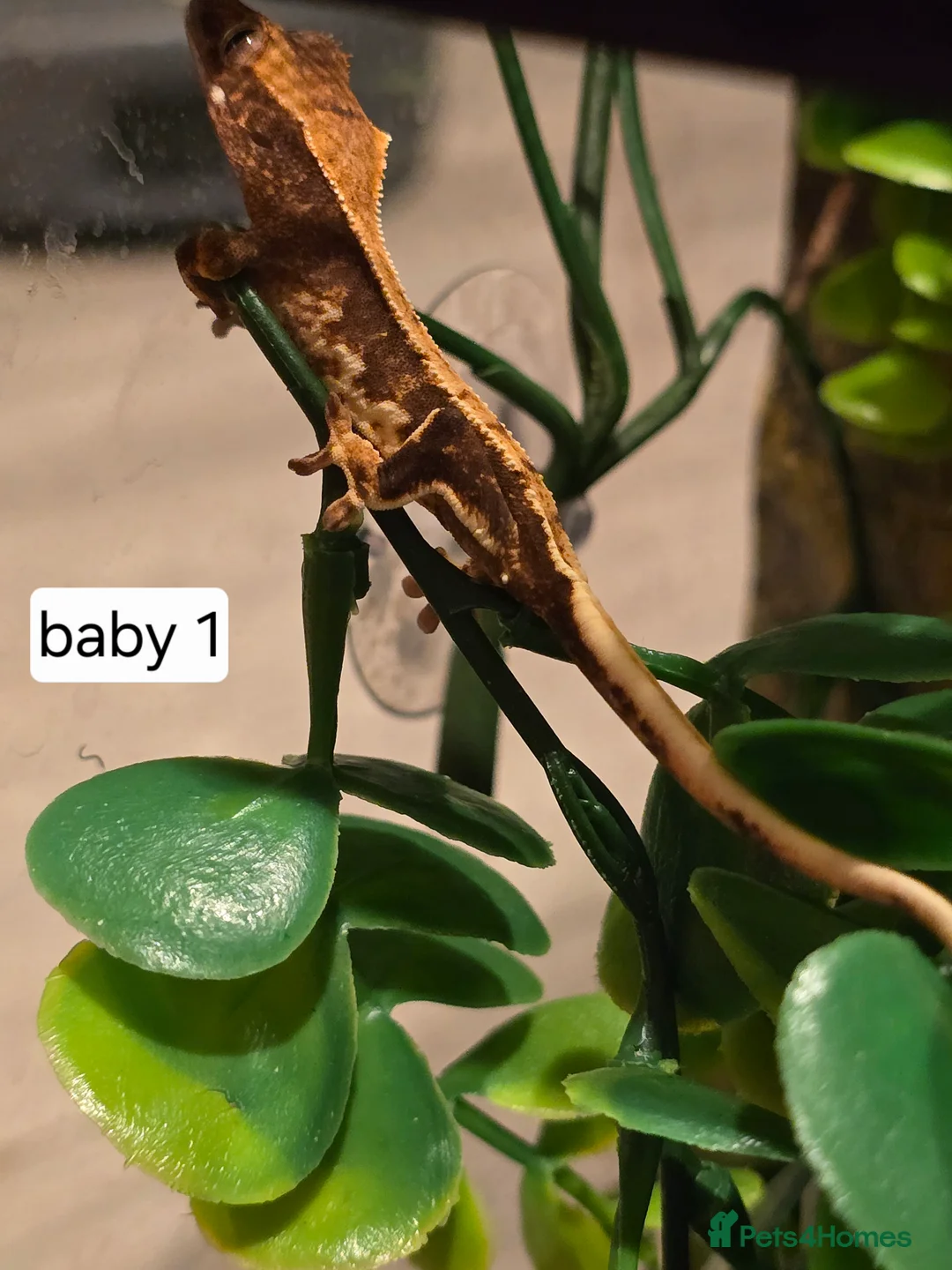 Gecko reptiles for sale: Baby crested geckos  - Advert 7