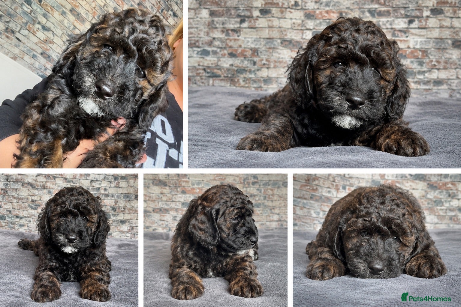 Mixed Breed dogs Cockapoos, Cockerpoos READY NOW - Advert 1