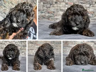 Mixed Breed dogs One left Cockapoos, Cockerpoos READY NOW - Advert 2