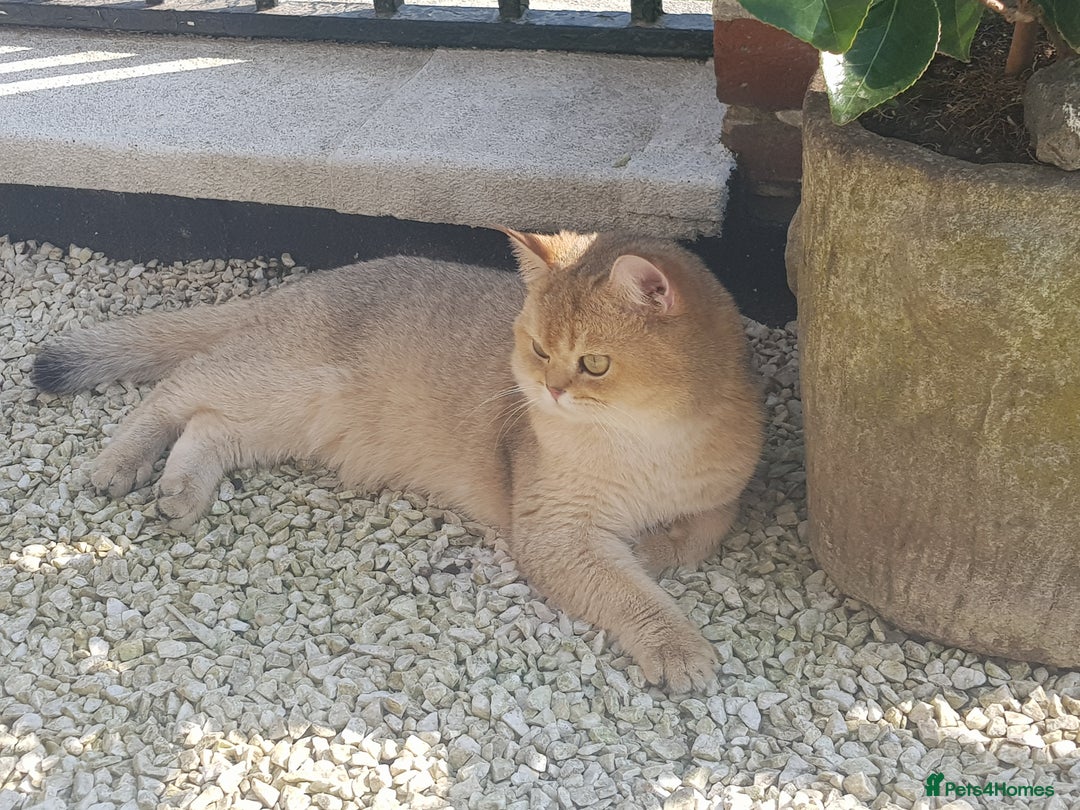 Scottish Fold cats for stud: GOLD CHINCHILLA SCOTTISH STRAIGHT PEDIGREE. STUD in London - Advert 18