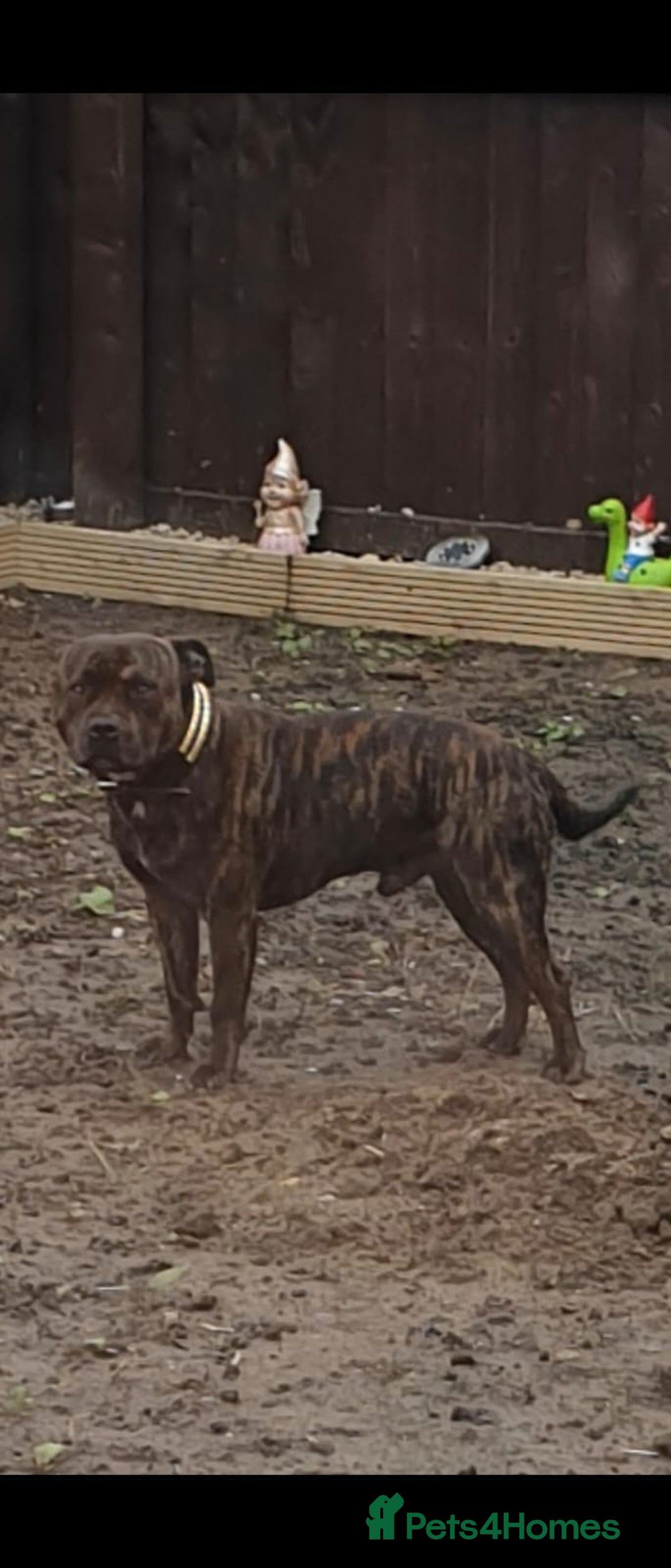 Mixed Breed dogs for sale: Staffy mix breed pups for sale - Advert 13