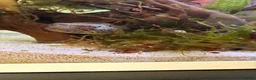 Pufferfish fish for sale: Fresh water Dragon/Humpback puffer for sale - Advert 7