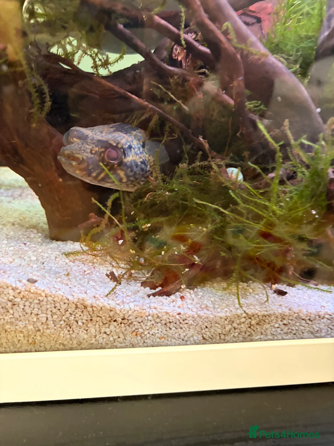 Pufferfish fish for sale: Fresh water Dragon/Humpback puffer for sale - Advert 7