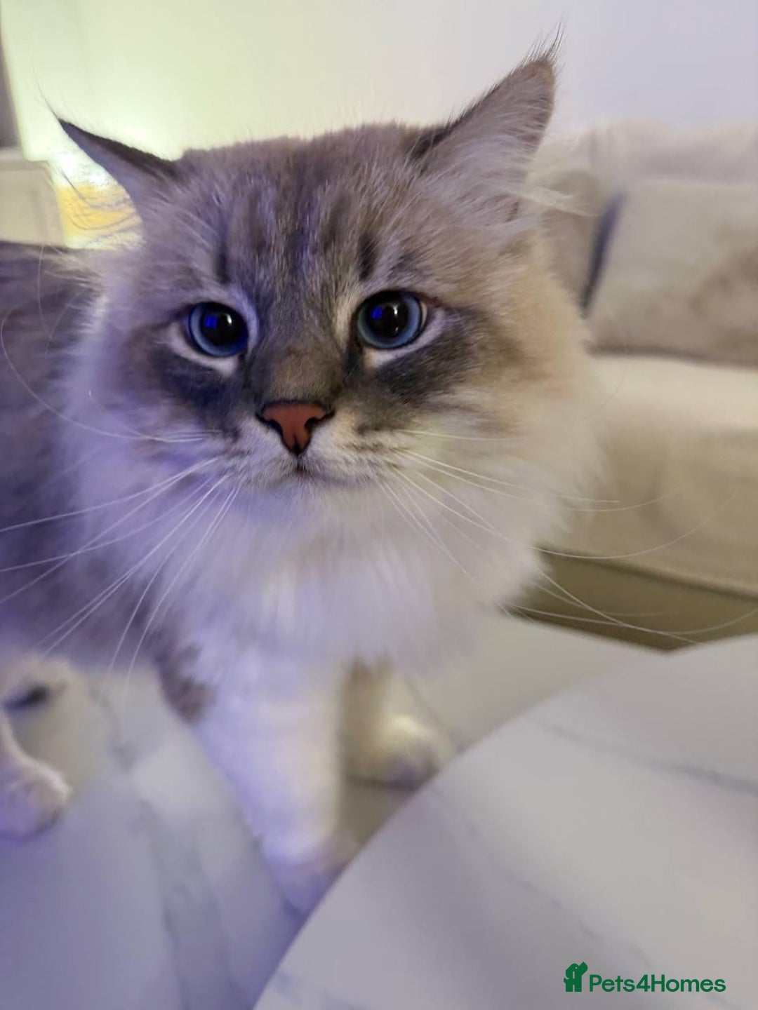 Siberian cats for sale: Rare Siberian Cats Available😻💯 - Advert 3