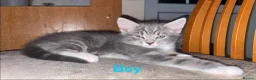 European cats for sale: Kittens ready to go  - Advert 4