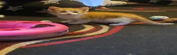Mixed Breed cats for sale: 2 Beautiful Kittens - Advert 12