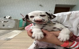 Dalmatian dogs for sale: Our gorgeous Liver boy  - Image 9