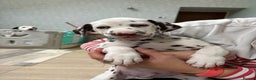 Dalmatian dogs for sale: Our gorgeous Liver boy  - Advert 9