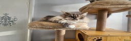 Maine Coon cats for sale: Maine Coon Bella  - Advert 5