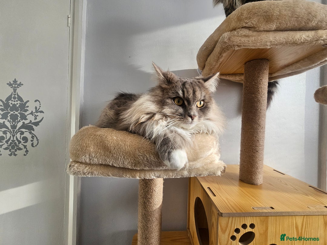 Maine Coon cats for sale: Maine Coon Bella  - Advert 5