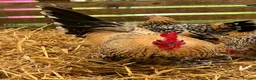Chickens poultry for sale: Sablepoot hatching eggs, chicks, growers, hens - Advert 9