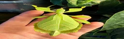 Stick Insects invertebrates for sale: Leaf insects (phyllium philippinicum) stick insect - Advert 2