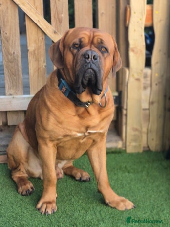 Dogue De Bordeaux dogs KC RED DARK MASK DOGUE DE BORDEUX in Glasgow - Advert 12