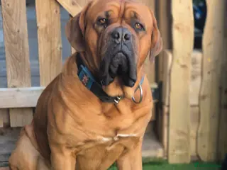 Dogue De Bordeaux dogs KC RED DARK MASK DOGUE DE BORDEUX - Advert 7