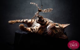 Bengal cats for stud: Bengal with Champion cert GCCF reg for stud duty - Image 1