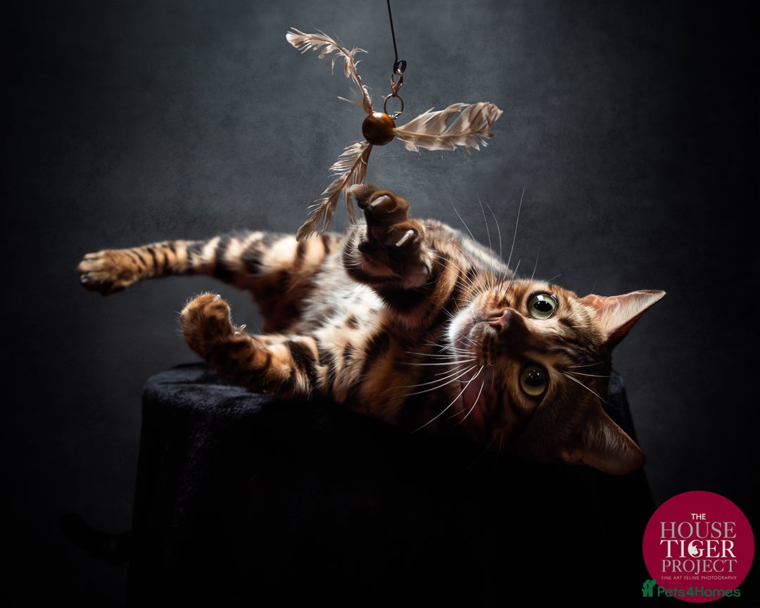 Bengal cats for stud: Bengal with Champion cert GCCF reg for stud duty - Image 1