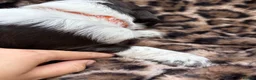 Mixed Breed dogs for sale: Springerdor X Cocker Spaniel  in Wisbech - Advert 20