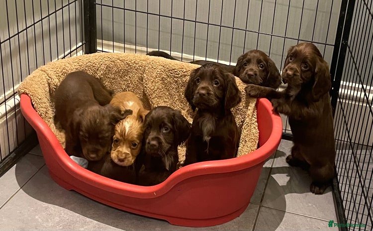 Cocker Spaniel dogs - Advert 5