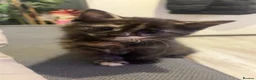 Mixed Breed cats for sale: Ginger male female mixed colours  - Advert 2