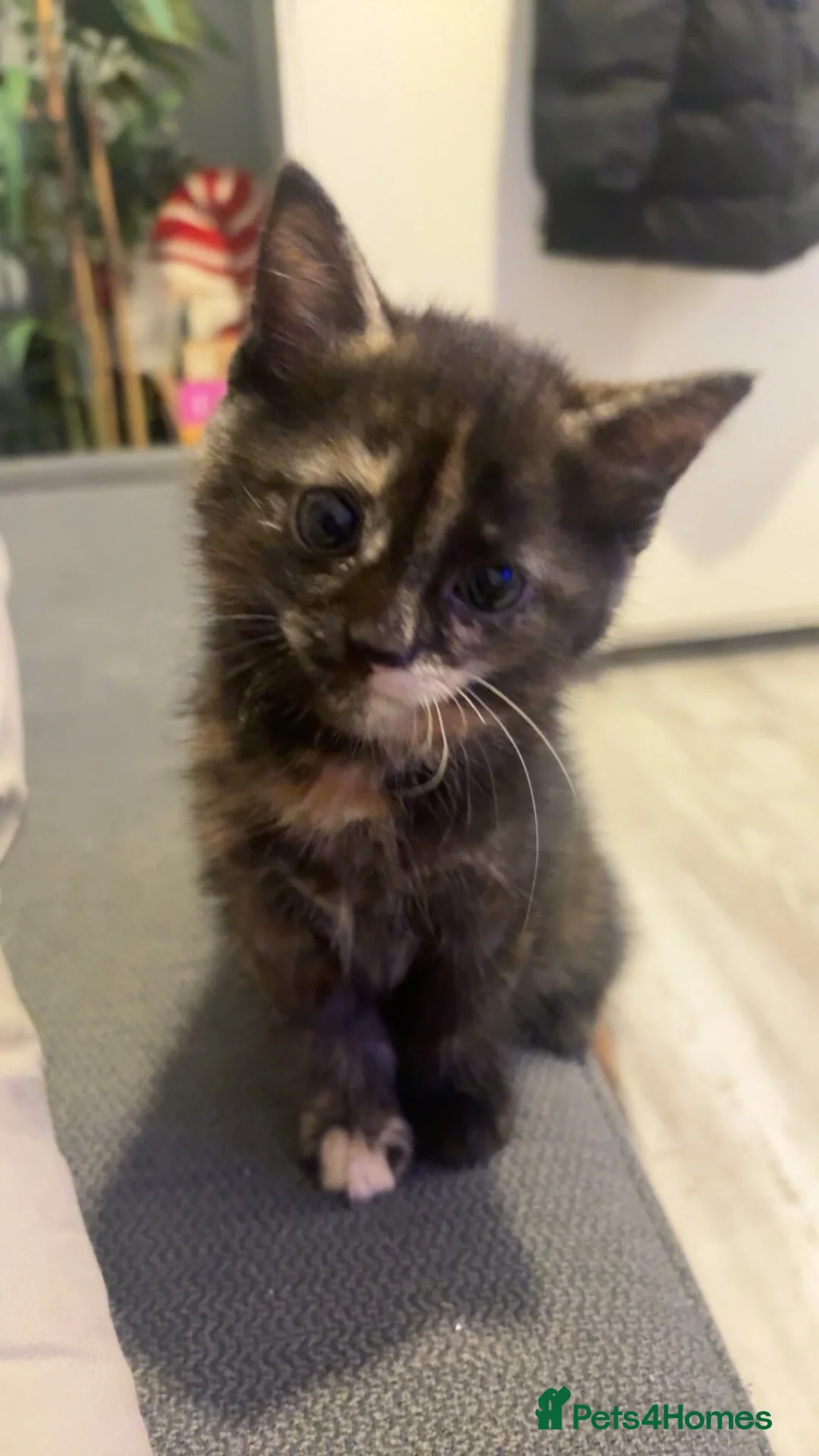 Mixed Breed cats for sale: Ginger male female mixed colours  - Advert 2