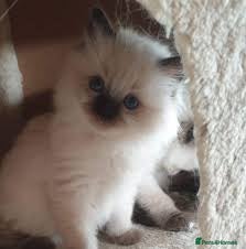 Ragdoll cats Beautiful Playful Kittens Ready for Loving Homes - Advert 2
