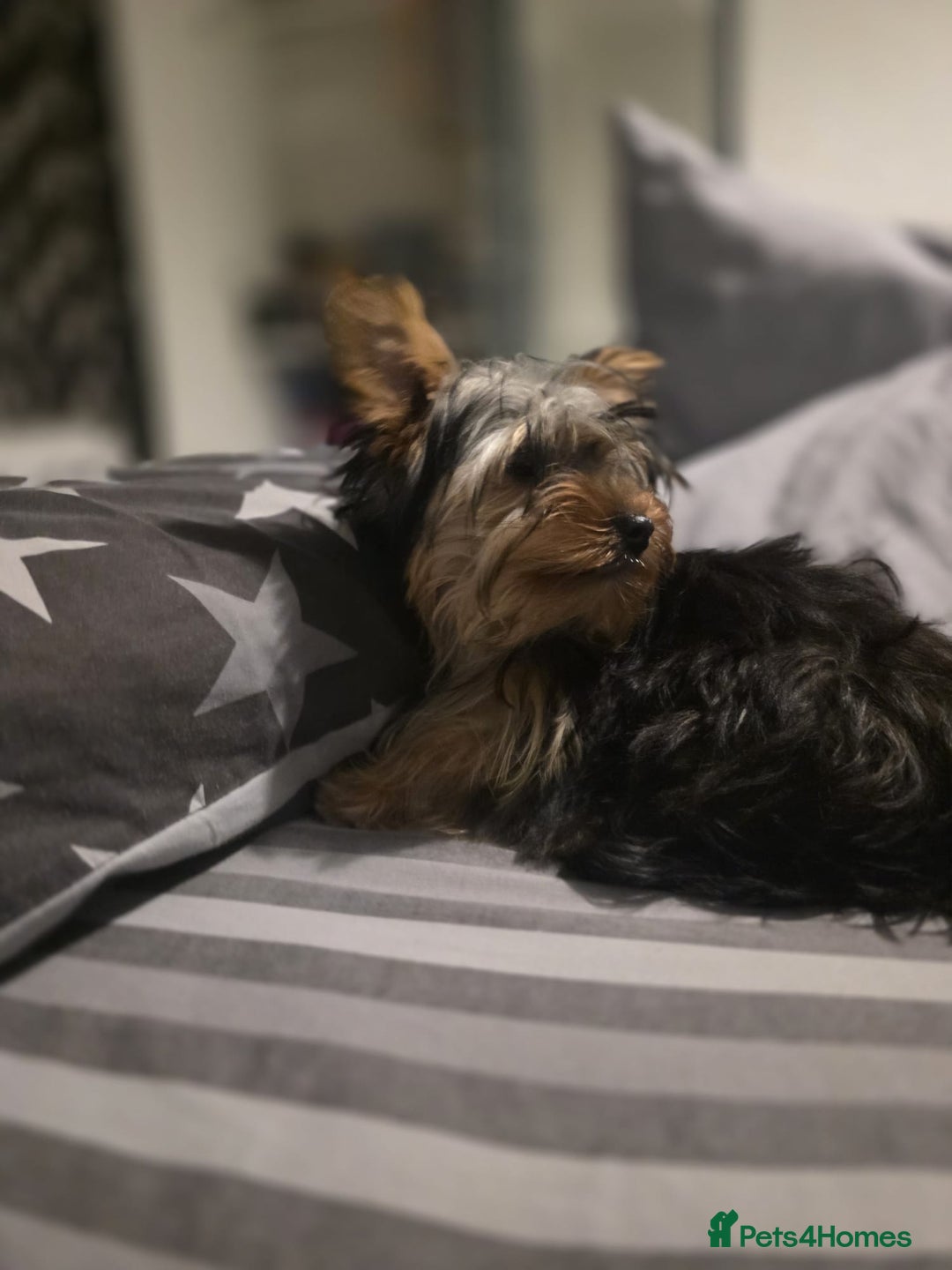 Yorkshire Terrier dogs for sale: Yorkshire  - Advert 7
