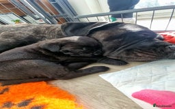 Cane Corso dogs for sale:  Stunning pure cane corso puppies - Image 3