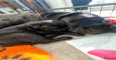 Cane Corso dogs - Advert 2